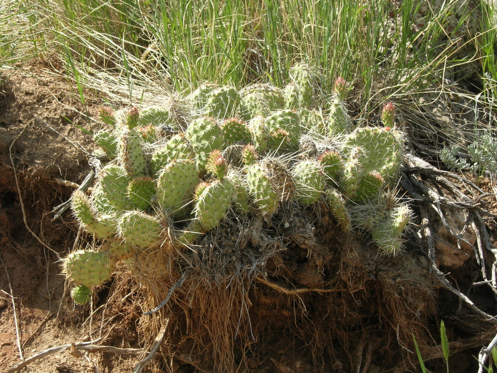 Scaled image 0422_cactus.jpg 