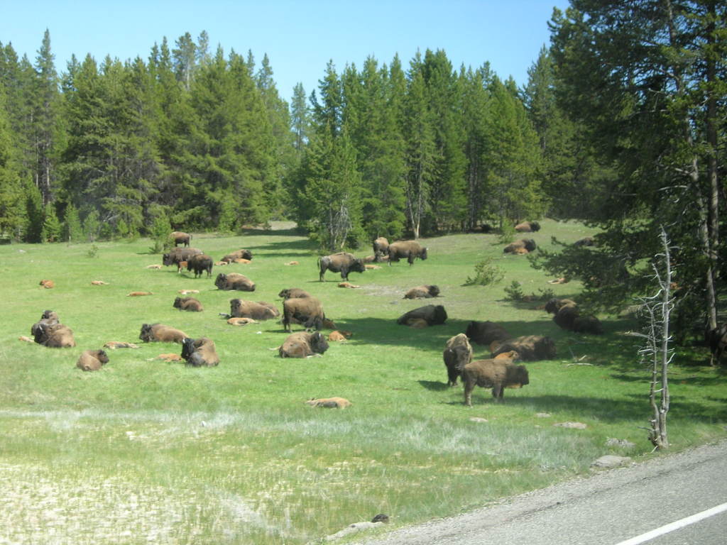 Scaled image 0516_herd_of_buffalo.jpg 
