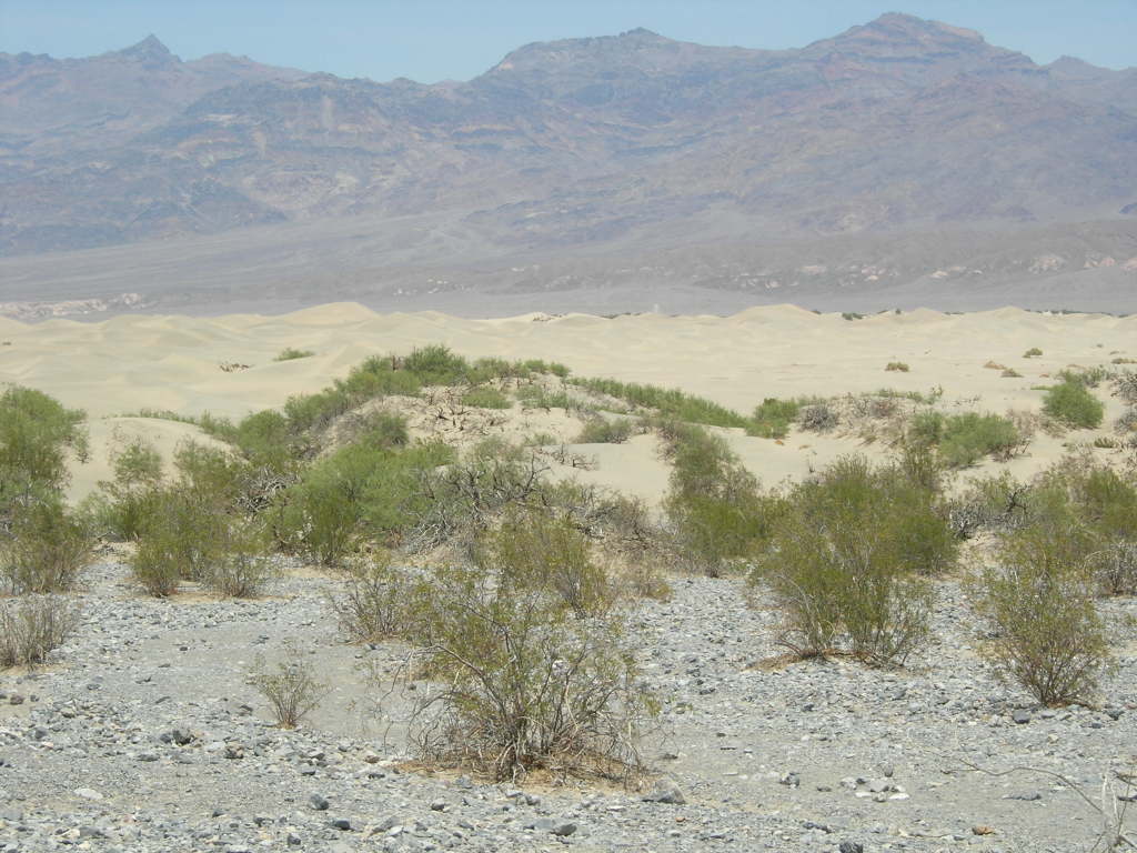 Scaled image 1421_mesquite_sand_dunes.jpg 