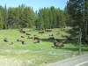 Thumbnail 0516_herd_of_buffalo.jpg 