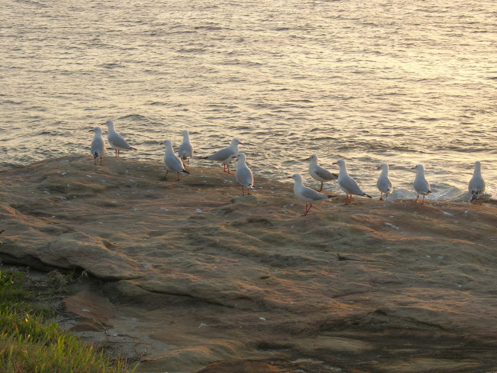 Scaled image 0389_seagulls_at_bondi_beach.jpg 