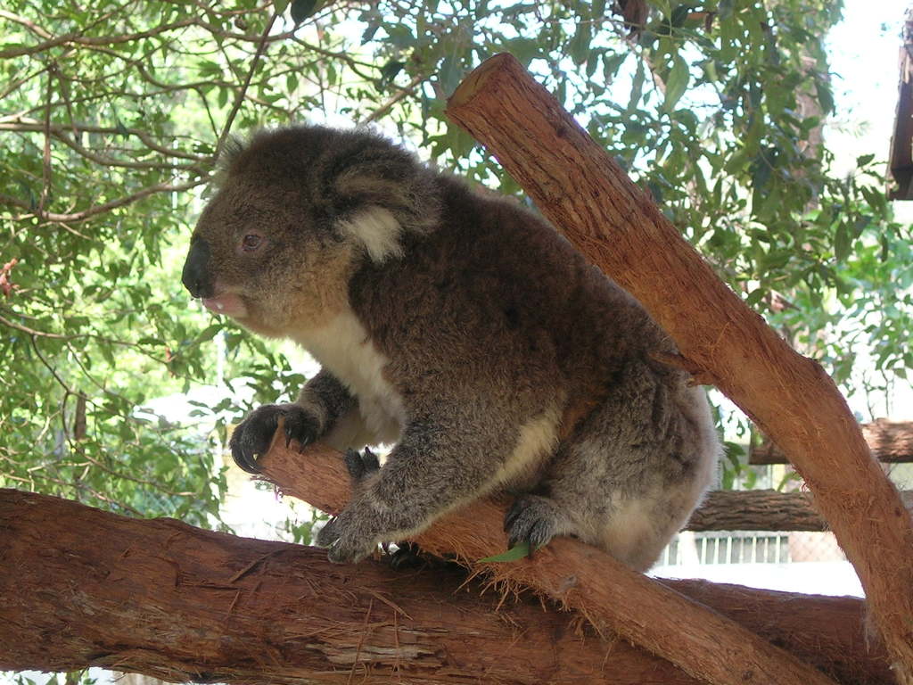 Scaled image 0542_koala.jpg 