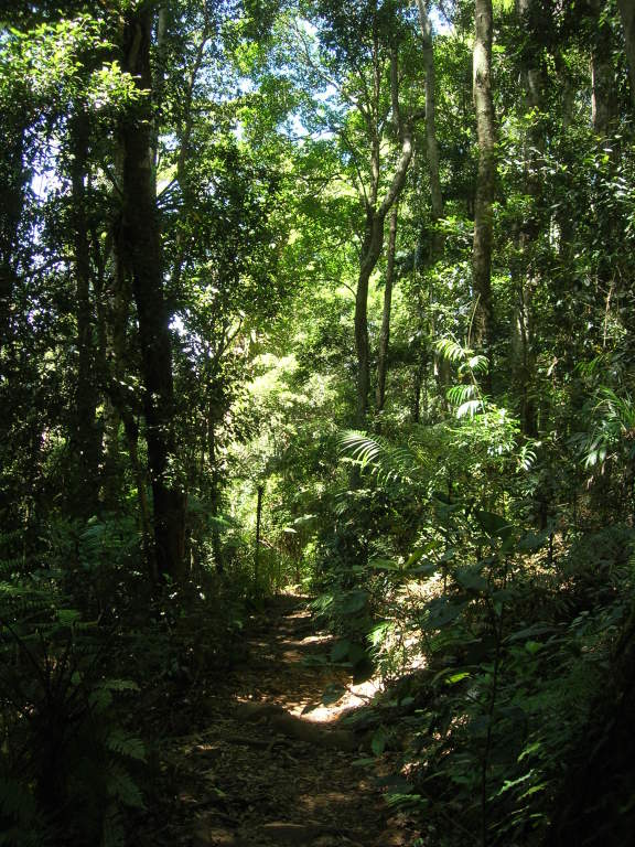 Scaled image 0734_rainforest.jpg 