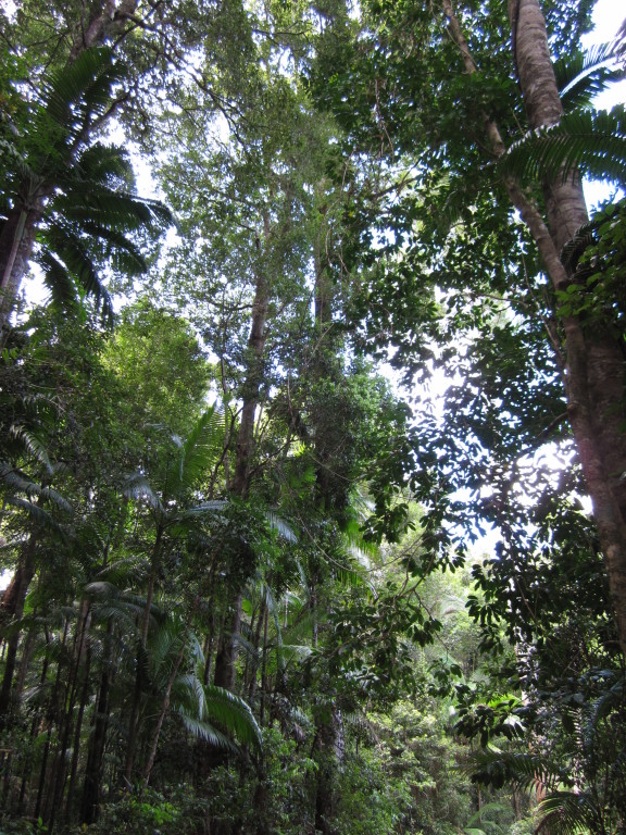 Scaled image 1112_walk_trough_the_rainforest.jpg 