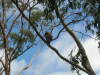 Thumbnail 0220_koala_at_kenneth_river.jpg 