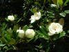 Thumbnail 0314_magnolia_grandiflora.jpg 