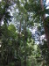 Thumbnail 1112_walk_trough_the_rainforest.jpg 