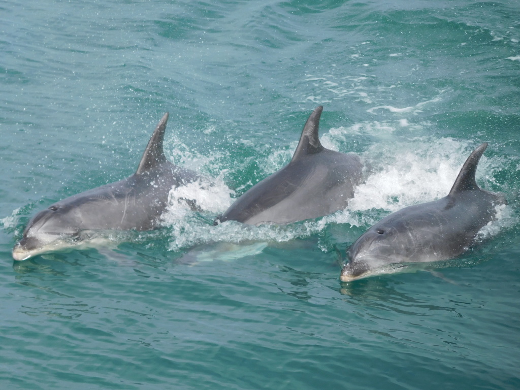 Scaled image 0733_dolphins.jpg 